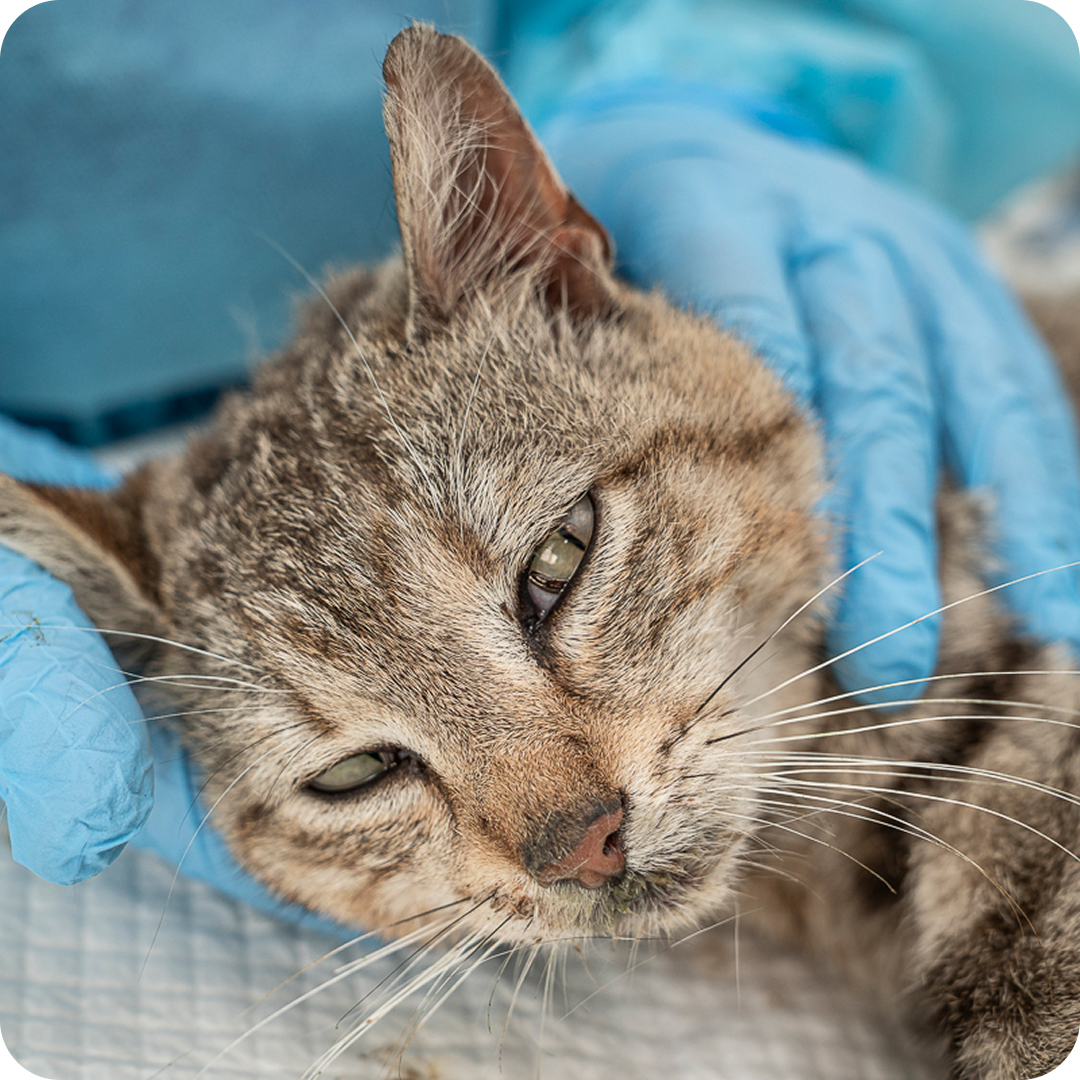 Cure e sicurezza per gli animali in Romania - immagine 2