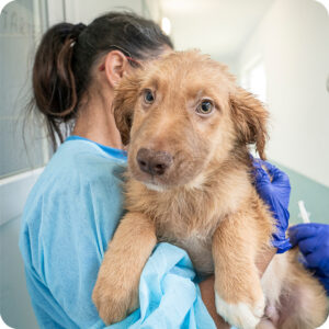 Cure e sicurezza per gli animali in Romania