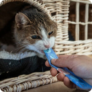 Un rifugio sicuro per i gatti